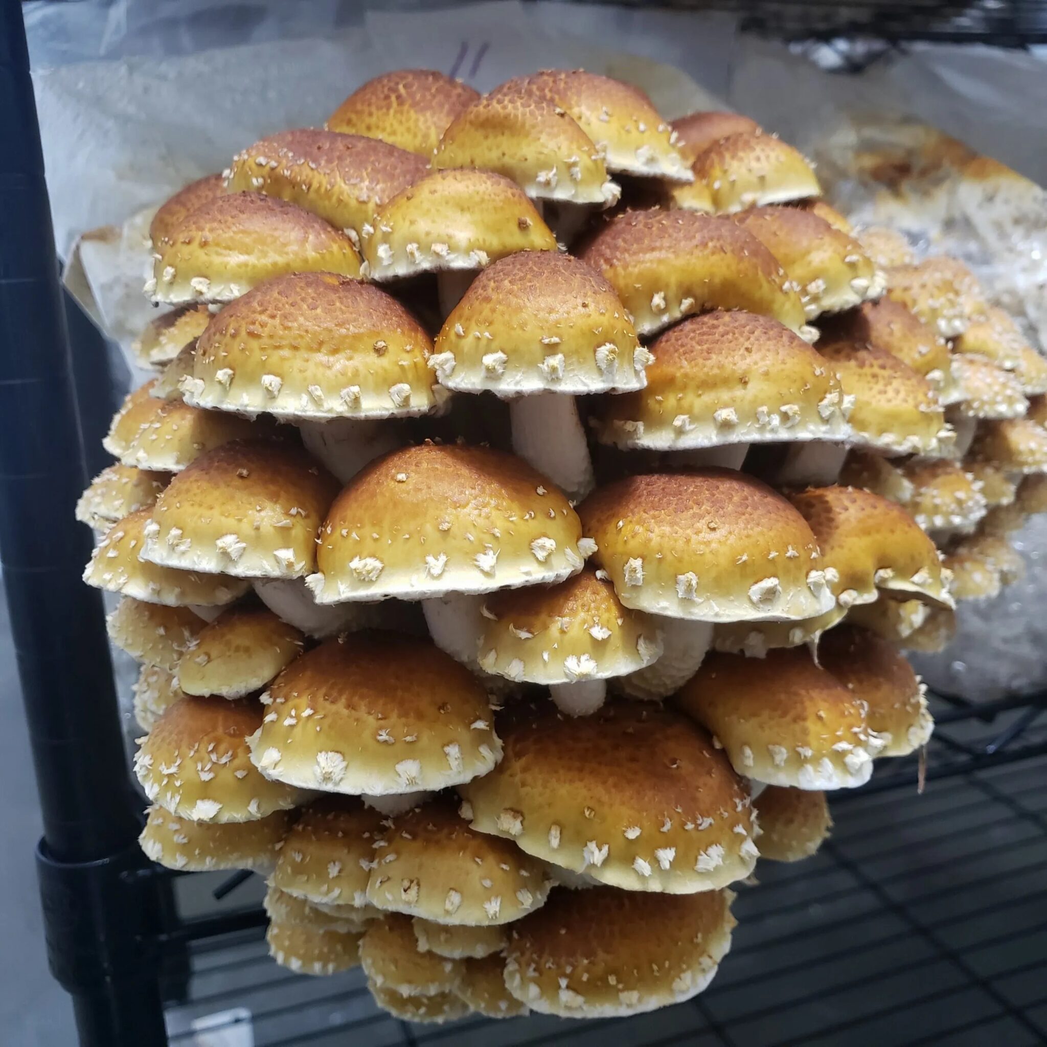 toca blocks mushrooms