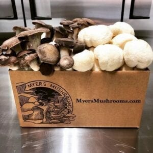 mushrooms in a box