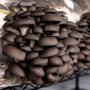 Fresh and Dried Mushrooms