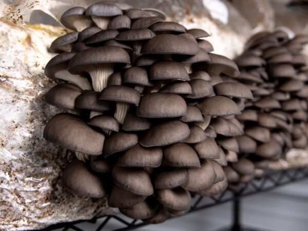 closeup of quality mushrooms