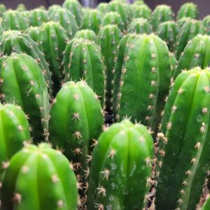 Cactus and growing supplies