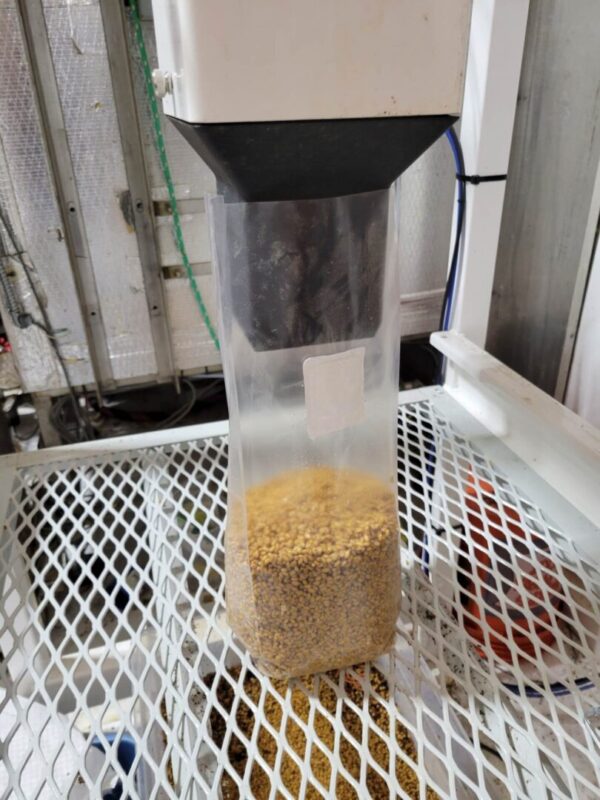 A Bagger Reducer Attachments for Spawn Bagger machine is filling a container with grain.