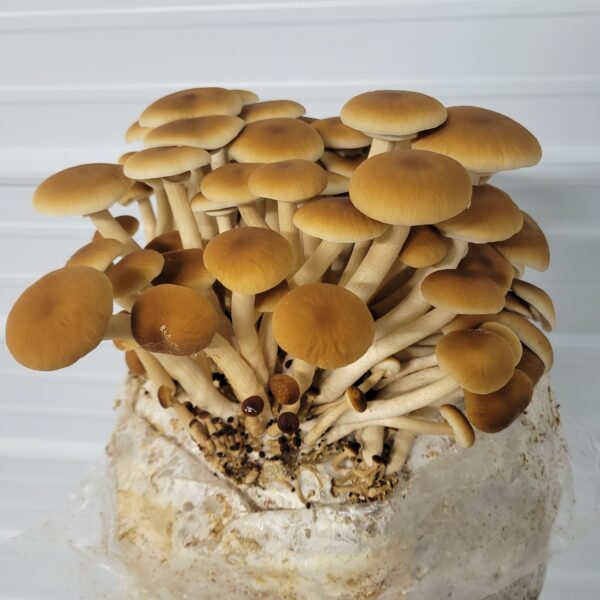 Cluster of brown mushrooms growing on substrate.