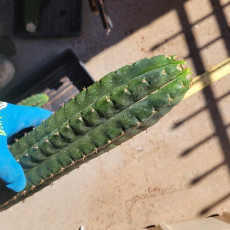 A person is holding a large Cactus Corral TPM.