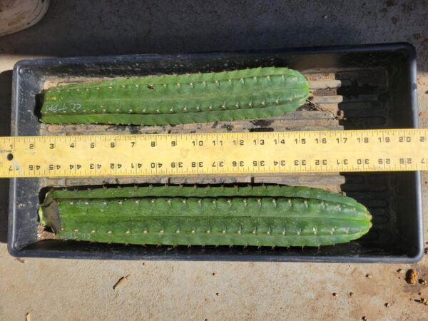 Two Cactus Corral TPM plants in a container with a measuring tape.