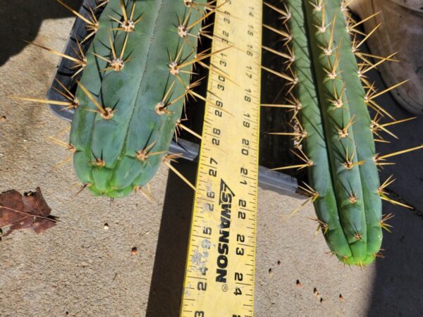 Two Peru2 x Clyde cactus plants with a ruler next to them.