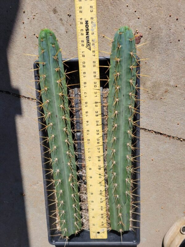 Two Peru2 x Clyde cactus plants in a container with a ruler.