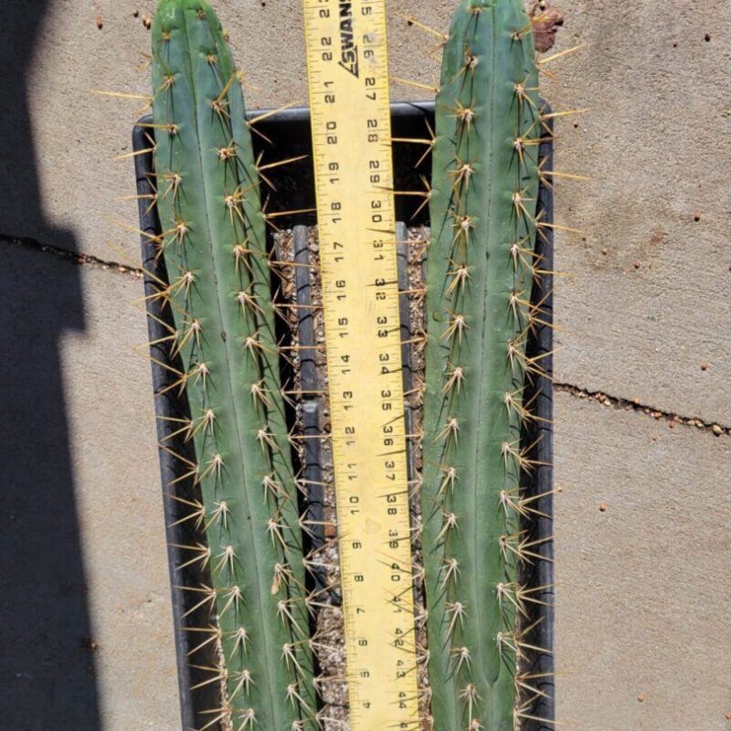 Two Peru2 x Clyde cactus plants in a container with a ruler.