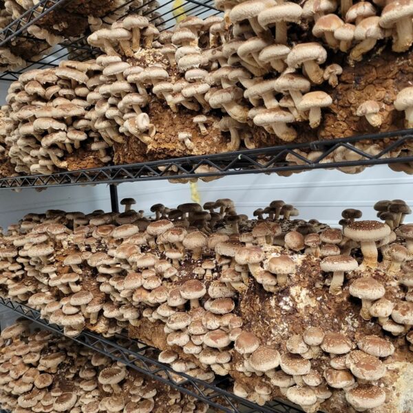 A rack full of mushrooms in a warehouse.