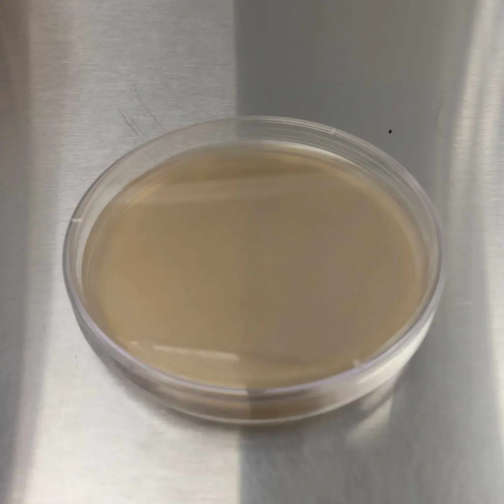 A Petri dish with a brown liquid in it.