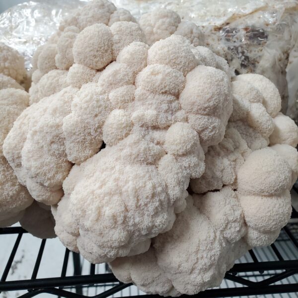 Close up of lion's mane mushrooms.