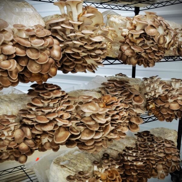 Shelf of brown oyster mushrooms growing.