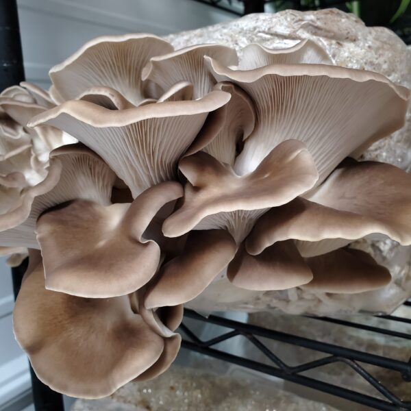 Cluster of brown oyster mushrooms.