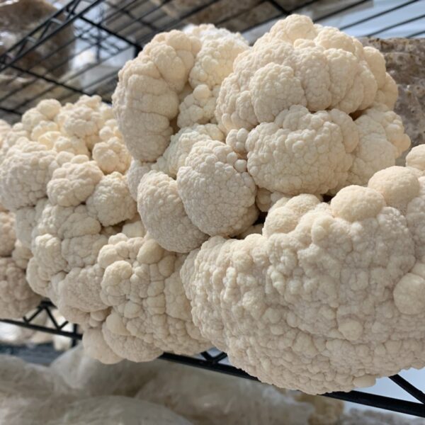 Close-up of a cluster of lion's mane mushrooms.