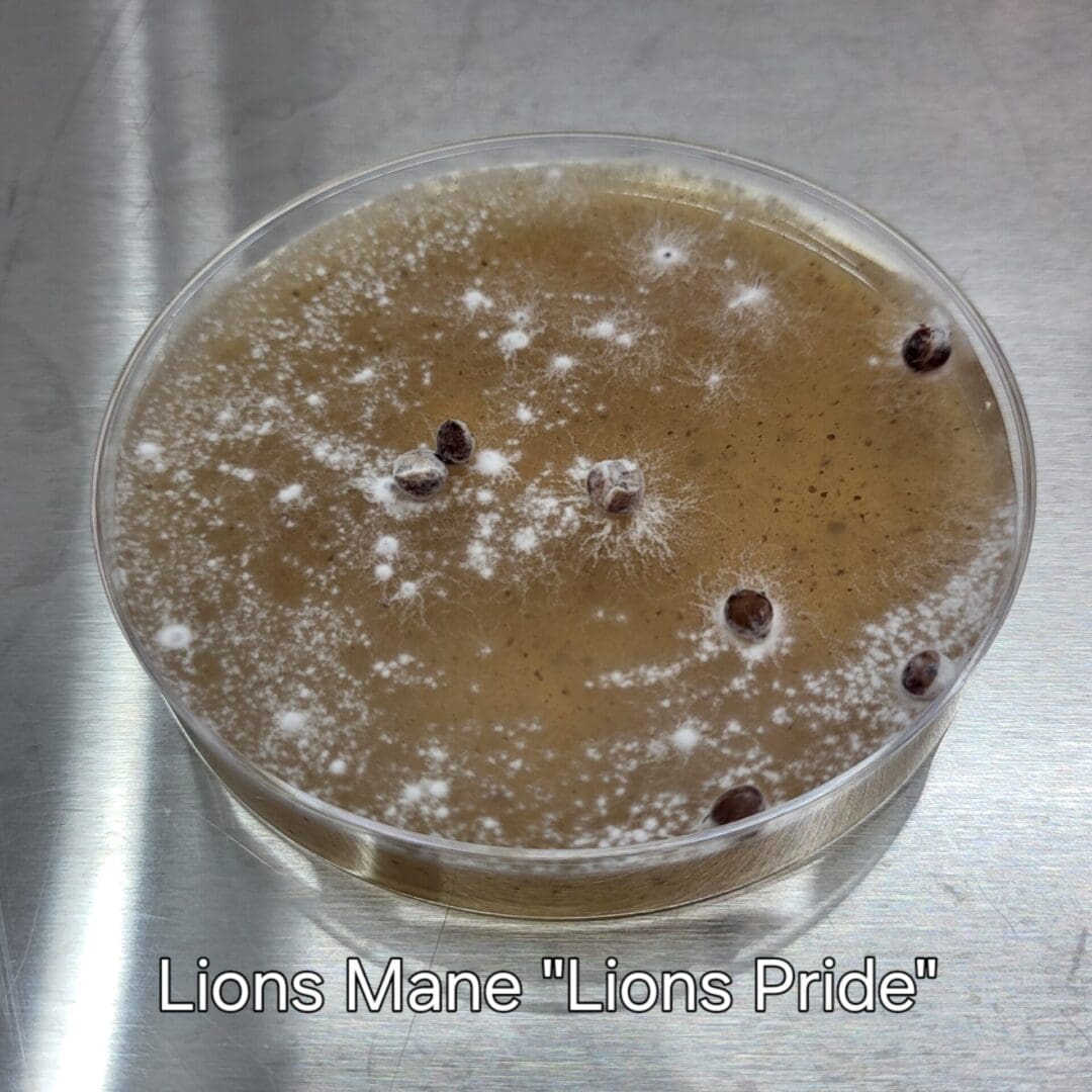 Colonized Agar Plate - Image 3