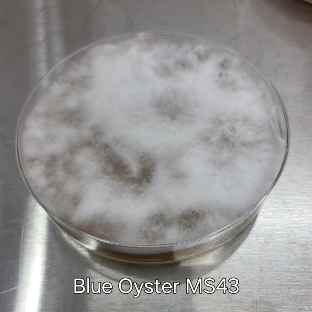 Colonized Agar Plate - Image 4