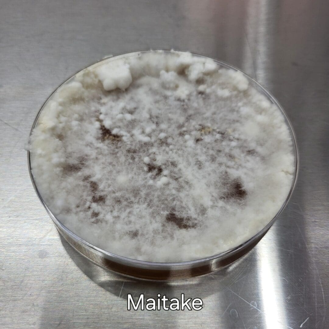Colonized Agar Plate - Image 12