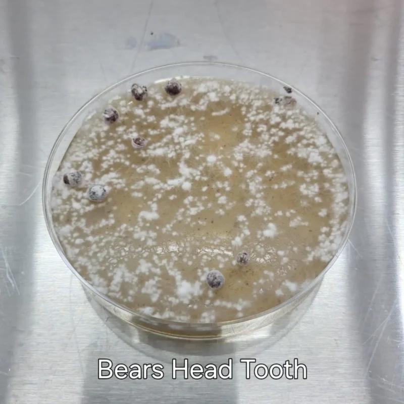 Mushroom Culture Plates