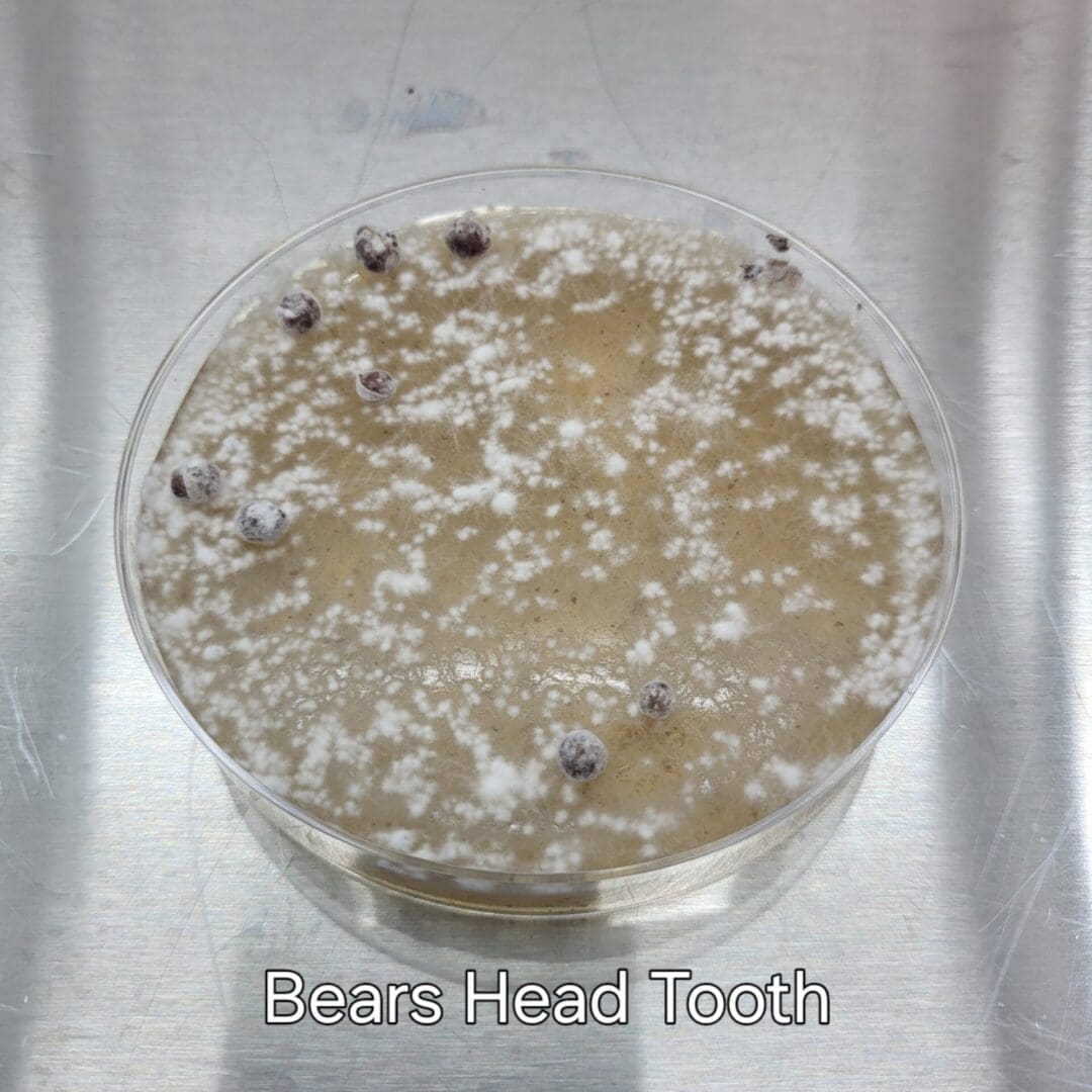 Colonized Agar Plate