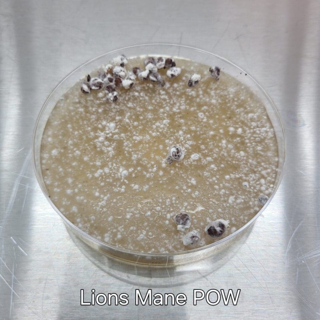 Colonized Agar Plate - Image 6