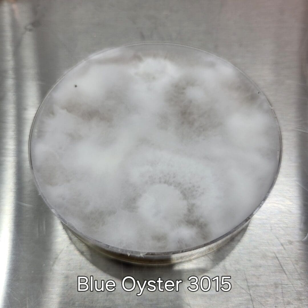 Colonized Agar Plate - Image 7