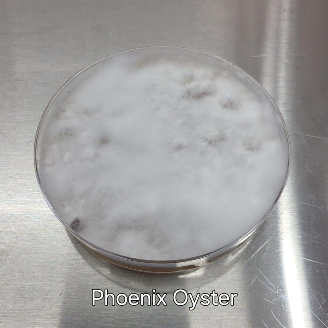 Colonized Agar Plate - Image 9