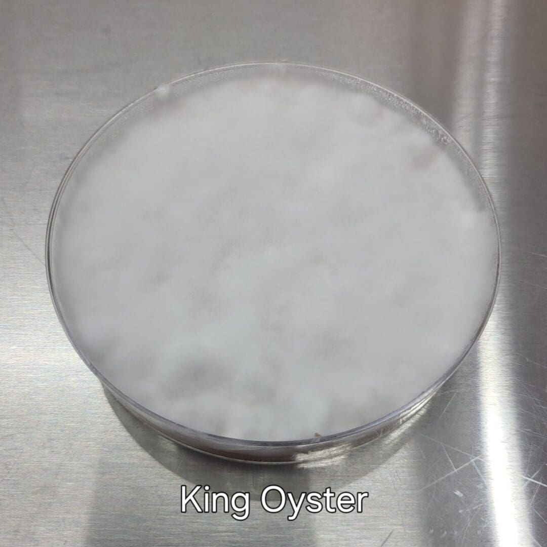 Colonized Agar Plate - Image 10