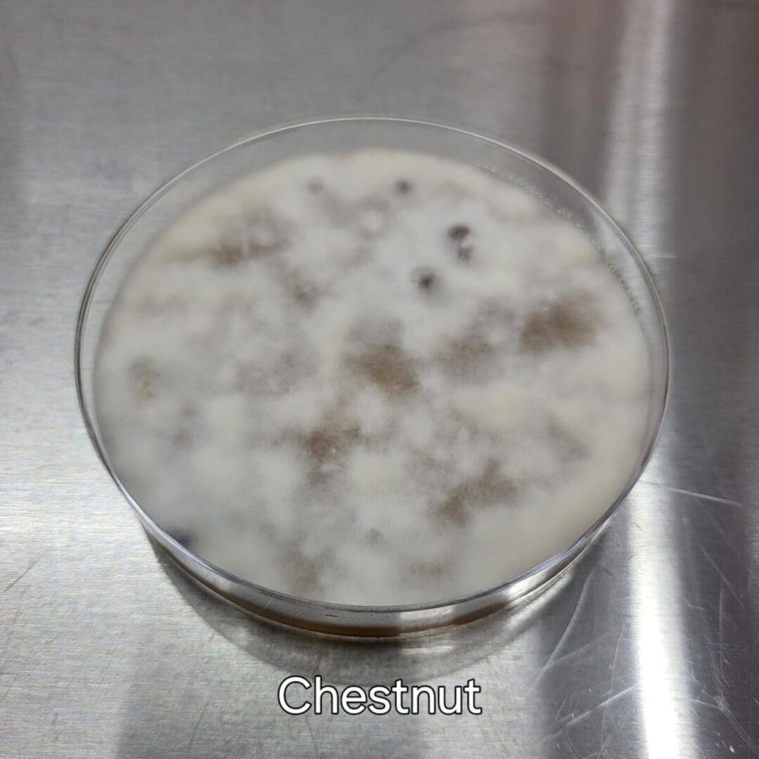 Colonized Agar Plate - Image 11