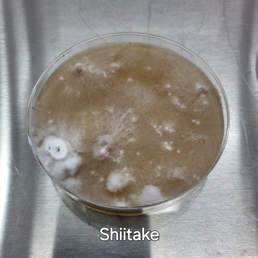 Colonized Agar Plate - Image 14