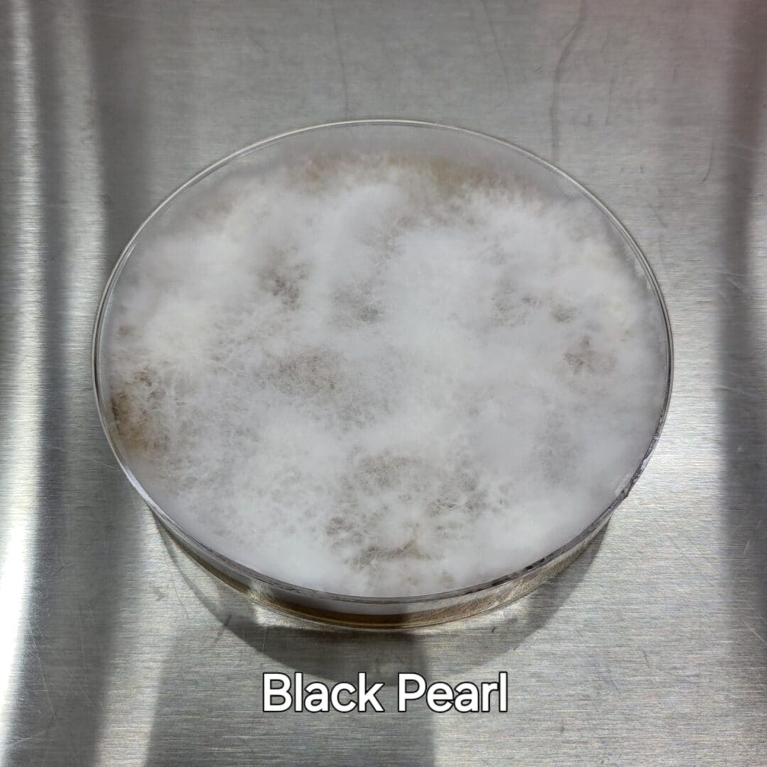 Colonized Agar Plate - Image 13